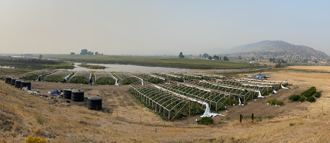 Marijuana farm