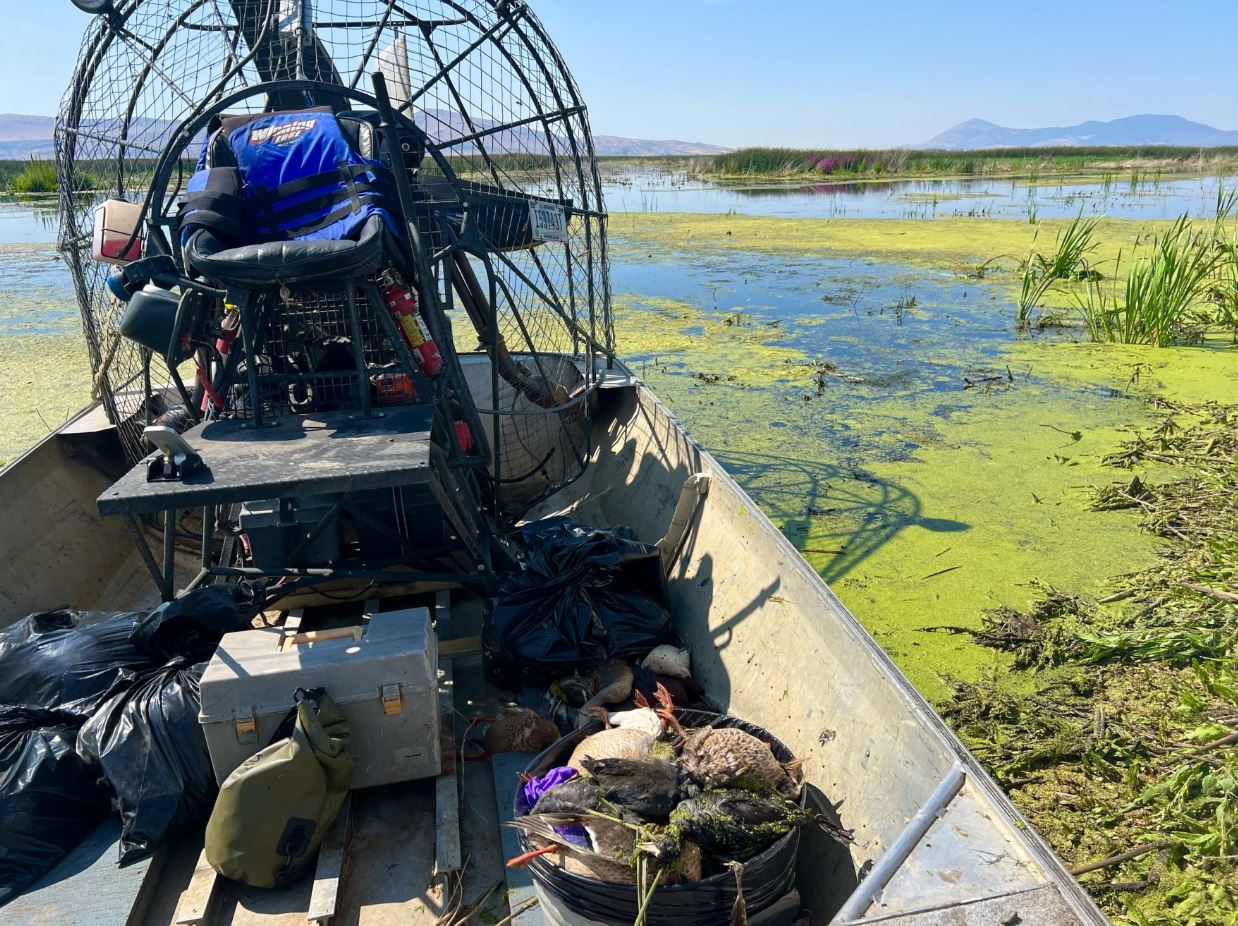 Dead birds collected during the suspected avian botulism and flu outbreak on the Klamath National Wildlife Refuge Complex in August 2024. Thousands of birds are estimated to have died so far this year.