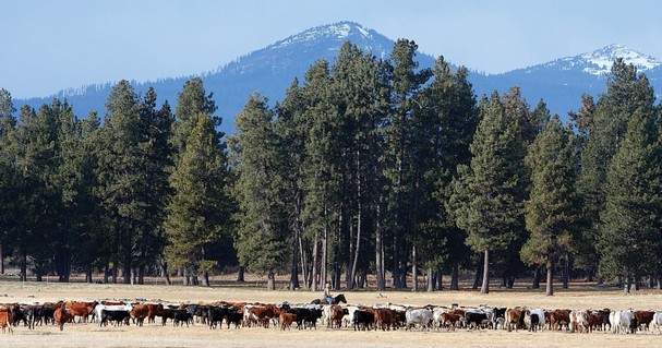In this Dec. 3, 2007, file photo, a cowboy drives cattle near Fort Klamath, Ore., in the upper Klamath Basin. A deal to share scarce water between ranchers and the Klamath Tribes has cleared another hurdle on its way toward becoming part of a bill in Congress to overcome a century of fighting over water in the Klamath Basin. Parties announced Wednesday they have finished negotiations to overcome last summer's irrigation shut-off to cattle ranches in the upper Klamath Basin after the Klamath Tribes exercised newly awarded senior water rights to protect fish.